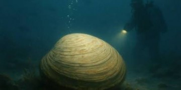 “مينغ”: قصة أكبر معمر على وجه الأرض قتله البشر “بالخطأ” بعد 507 سنوات