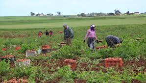 الشمال يحقق موسمًا فلاحيًا استثنائيًا