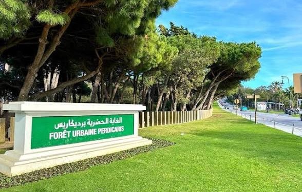طنجة.. طلب عروض لإنجاز أشغال غابوية على مساحة 67 هكتارا بغابة الرميلات
