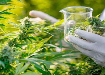 الحسيمة.. مركز لزراعة القنب الهندي وتجميعه وسط غياب وحدات تحويل كبرى