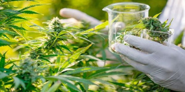 الحسيمة.. مركز لزراعة القنب الهندي وتجميعه وسط غياب وحدات تحويل كبرى