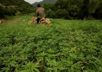 الاستياء يعم أوساط الفلاحين بجماعة اسنادة بسبب تعثر تعاونية لتقنين الكيف