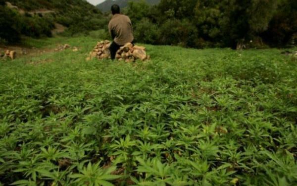 الاستياء يعم أوساط الفلاحين بجماعة اسنادة بسبب تعثر تعاونية لتقنين الكيف