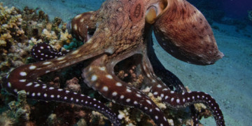 مطالبة بالزيادة في كوطا الأخطبوط بالشرق