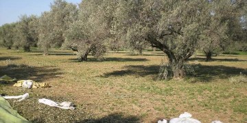 المغرب على أعتاب أزمة زيت الزيتون