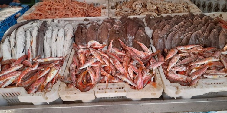 الحسيمة.. مفرغات الصيد تتراجع عند متم يوليوز المنصرم