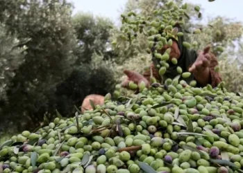 جرسيف تحتضن الدورة الـ33 لمهرجان الزيتون بشعار يربط الهوية بالتنمية