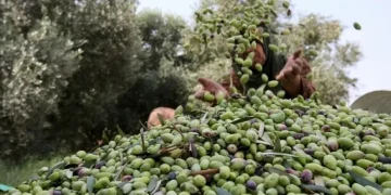 جرسيف تحتضن الدورة الـ33 لمهرجان الزيتون بشعار يربط الهوية بالتنمية