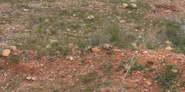 غرس أشجار مثمرة بالحسيمة ومصادر تطالب بالتتبع