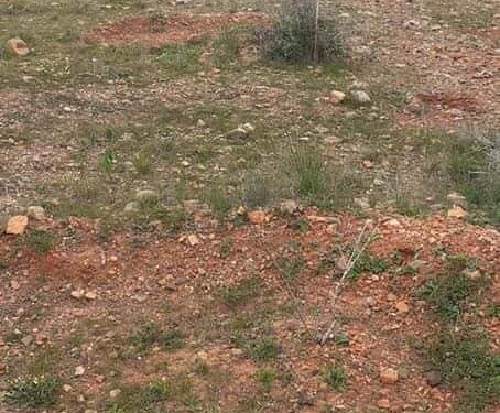 غرس أشجار مثمرة بالحسيمة ومصادر تطالب بالتتبع