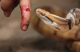 لدغات الأفاعي تضع حياة سكان شفشاون في خطر وسط غياب الأمصال