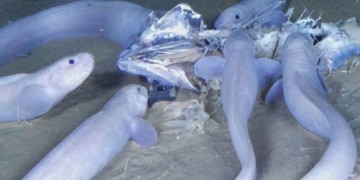 من أعماق سحيقة: اكتشاف ثلاث فصائل جديدة من “الأسماك الهلامية” تُبهر العلماء