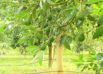 شفشاون.. مطالب بإحالة تقارير التفتيش على القضاء بسبب تعثر مشروع للأفوكادو